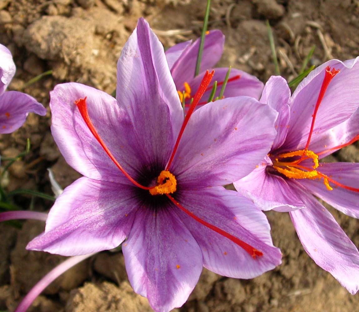 Magnesium, B6 and Saffron - Image 3