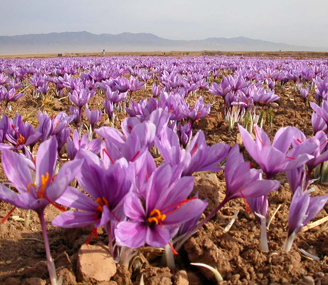 Saffron Extract - Image 3